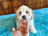 Mükemmel Malti̇poo Yavrularimiz