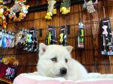 BEYAZ HUSKY YAVRULARIMIZ