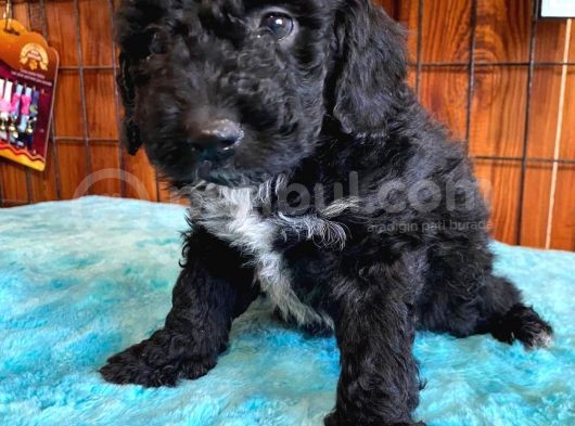 Özel Siyah Poodle Yavrularımız görsel