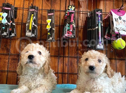 Mükemmel Malti̇poo Yavrularimiz görsel