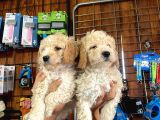 Mükemmel Malti̇poo Yavrularimiz