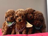 Antialerjik a kalite toy poodle yavrular 