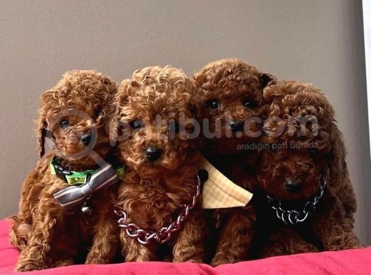 Antialerjik A Kalite Toy Poodle Yavrular 