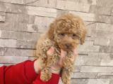 Mi̇nyatür Toy Poodle Yavrulari̇m