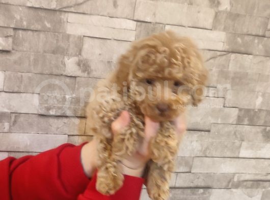 Mi̇nyatür Toy Poodle Yavrulari̇m görsel