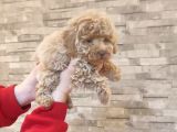 Mi̇nyatür Toy Poodle Yavrulari̇m