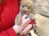 Mi̇nyatür Toy Poodle Yavrulari̇m
