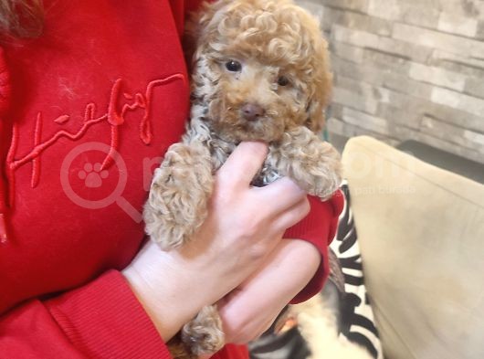 Mi̇nyatür Toy Poodle Yavrulari̇m görsel