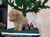 Mi̇nyatür Toy Poodle Yavrulari̇m