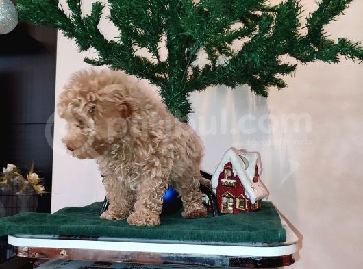 Mi̇nyatür Toy Poodle Yavrulari̇m görsel