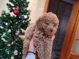 MİNYATÜR TOY POODLE YAVRULARİM