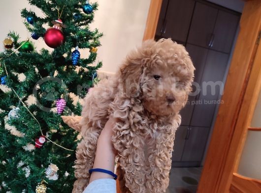 Mi̇nyatür Toy Poodle Yavrulari̇m