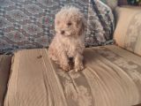 Mi̇nyatür Toy Poodle Yavrulari̇m