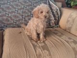 Mi̇nyatür Toy Poodle Yavrulari̇m