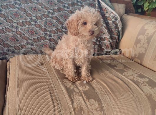 Mi̇nyatür Toy Poodle Yavrulari̇m görsel