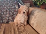 Mi̇nyatür Toy Poodle Yavrulari̇m