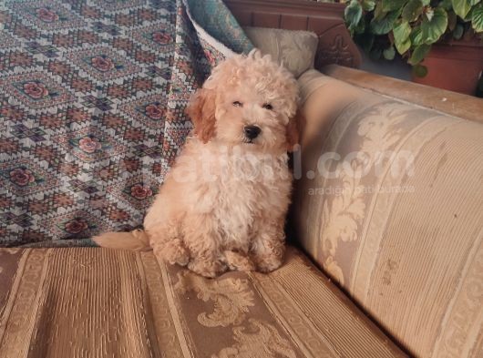 Mi̇nyatür Toy Poodle Yavrulari̇m görsel