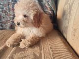 Mi̇nyatür Toy Poodle Yavrulari̇m