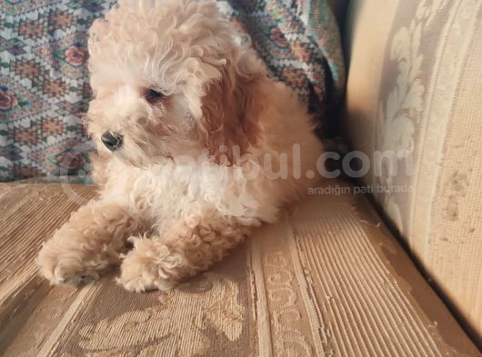 Mi̇nyatür Toy Poodle Yavrulari̇m görsel