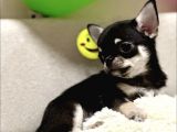 Xxs Black And Tan Chihuahua Yavrularimiz