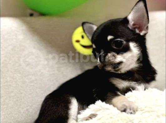 Xxs Black And Tan Chihuahua Yavrularimiz görsel