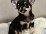 XXS BLACK AND TAN CHIHUAHUA YAVRULARIMIZ