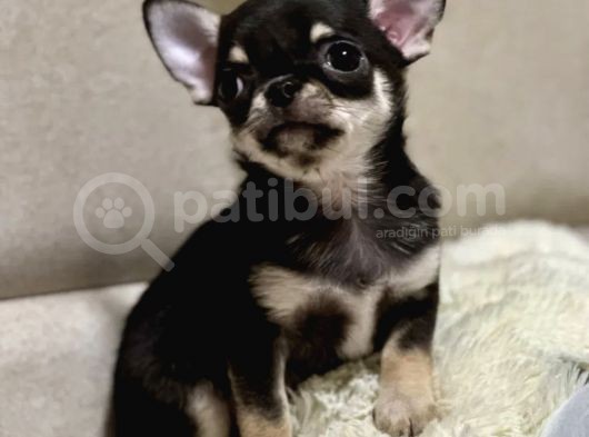 Xxs Black And Tan Chihuahua Yavrularimiz