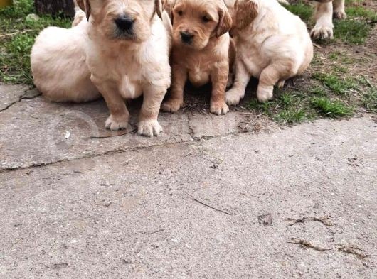 Irk Garanti̇li̇ Golden Retri̇ever Yavrulari görsel