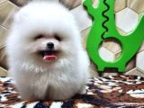 Pomeranian bebekler