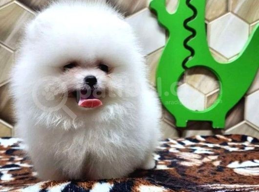 Pomeranian Bebekler