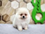 Pomeranian Bebekler