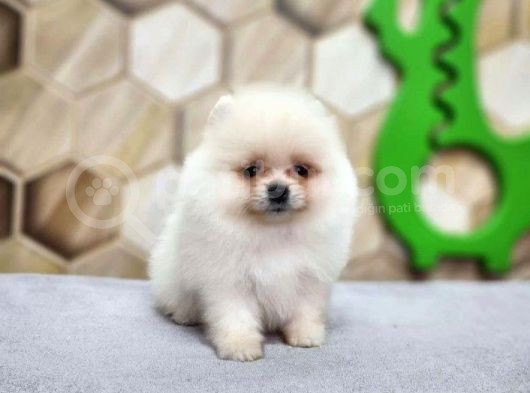 Pomeranian Bebekler görsel