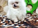 Pomeranian Bebekler