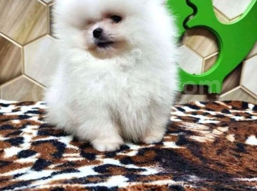 Pomeranian Bebekler görsel