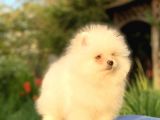 Pomeranian Bebekler