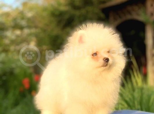 Pomeranian Bebekler görsel
