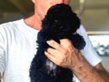 BLACK TOYPOODLE uygun