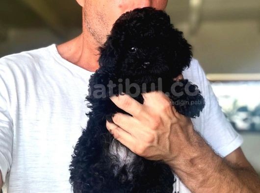 Black Toypoodle Uygun