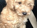 Toy Poodle Red Brown