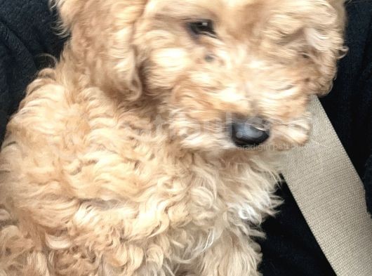 Toy Poodle Red Brown
