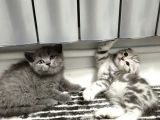 Aile Sıcaklığnda Büyüyen  Scottish Fold British Yvrlr