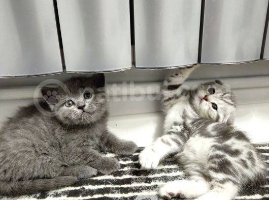 Aile Sıcaklığnda Büyüyen  Scottish Fold British Yvrlr görsel