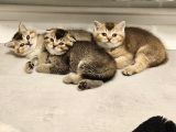 Aile sıcaklığnda büyüyen  scottish fold british yvrlr