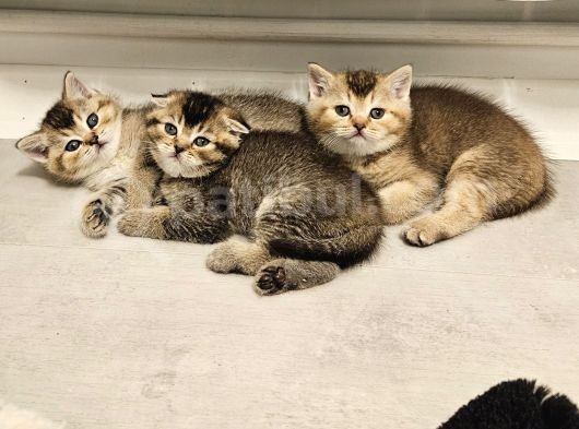 Aile Sıcaklığnda Büyüyen  Scottish Fold British Yvrlr