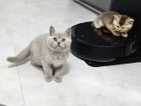 Aile Sıcaklığnda Büyüyen  Scottish Fold British Yvrlr
