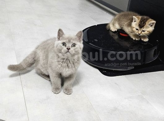 Aile Sıcaklığnda Büyüyen  Scottish Fold British Yvrlr görsel