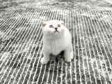 Aile Sıcaklığnda Büyüyen  Scottish Fold British Yvrlr