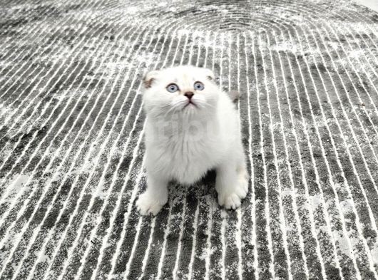 Aile Sıcaklığnda Büyüyen  Scottish Fold British Yvrlr görsel