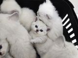 Aile Sıcaklığnda Büyüyen  Scottish Fold British Yvrlr