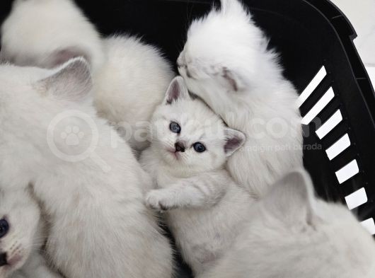 Aile Sıcaklığnda Büyüyen  Scottish Fold British Yvrlr görsel